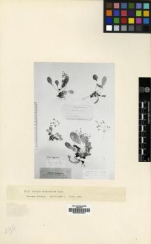 Type specimen at Edinburgh (E). Ruprecht, Franz: . Barcode: E00024007.
