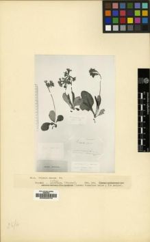 Type specimen at Edinburgh (E). : . Barcode: E00024016.