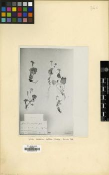 Type specimen at Edinburgh (E). Mlokosievicz, G.: 56. Barcode: E00024018.