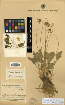 Type specimen at Edinburgh (E). Bessedin, P.I.; Tuturin, N.N.: 411. Barcode: E00024034.