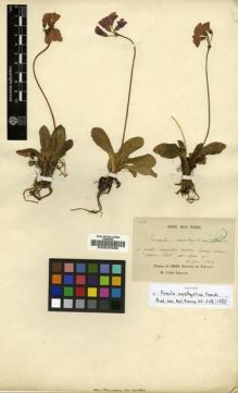 Type specimen at Edinburgh (E). Delavay, Pierre: 108. Barcode: E00024038.
