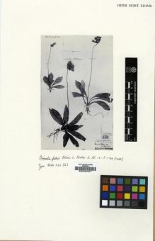 Type specimen at Edinburgh (E). Faber, E.: 325. Barcode: E00024041.