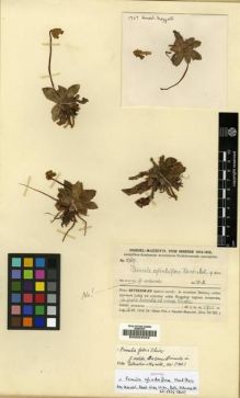 Type specimen at Edinburgh (E). Handel-Mazzetti, Heinrich: 1767. Barcode: E00024042.