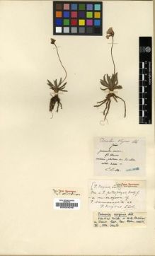 Type specimen at Edinburgh (E). Maire, Edouard-Ernest: . Barcode: E00024048.