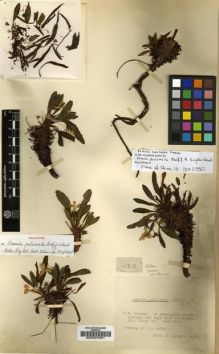 Type specimen at Edinburgh (E). Kingdon-Ward, Francis: 422. Barcode: E00024051.
