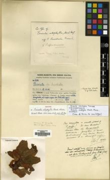 Type specimen at Edinburgh (E). Handel-Mazzetti, Heinrich: 6238. Barcode: E00024052.