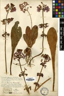 Type specimen at Edinburgh (E). Kingdon-Ward, Francis: 1634. Barcode: E00024067.