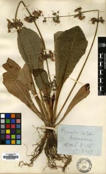Type specimen at Edinburgh (E). Kingdon-Ward, Francis: 1634. Barcode: E00024068.