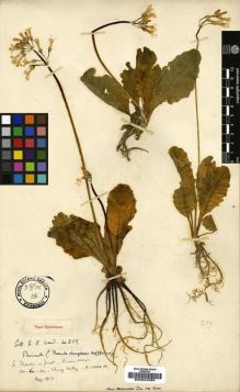 Type specimen at Edinburgh (E). Kingdon-Ward, Francis: 259. Barcode: E00024069.