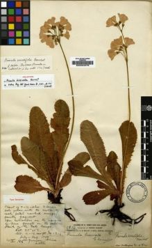 Type specimen at Edinburgh (E). Forrest, George: 1816. Barcode: E00024076.