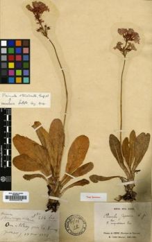 Type specimen at Edinburgh (E). Delavay, Pierre: 214. Barcode: E00024078.