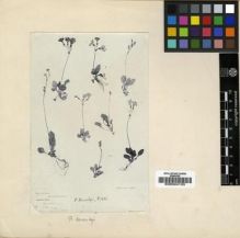 Type specimen at Edinburgh (E). Wilson, Ernest: 4031. Barcode: E00024133.