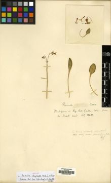 Type specimen at Edinburgh (E). Forrest, George: 13231. Barcode: E00024137.