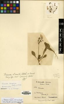 Type specimen at Edinburgh (E). Licent, Abbé: 1882. Barcode: E00024138.
