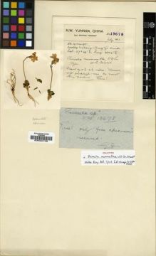 Type specimen at Edinburgh (E). Forrest, George: 19678. Barcode: E00024139.