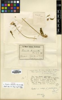 Type specimen at Edinburgh (E). Limpricht, Hans: 1799. Barcode: E00024142.