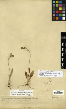 Type specimen at Edinburgh (E). Kingdon-Ward, Francis: . Barcode: E00024148.