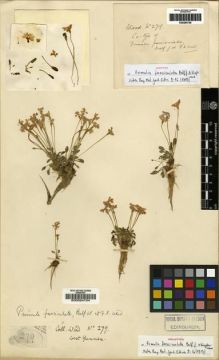 Type specimen at Edinburgh (E). Kingdon-Ward, Francis: 279. Barcode: E00024154.