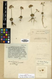 Type specimen at Edinburgh (E). Farges, Paul: 1209. Barcode: E00024160.