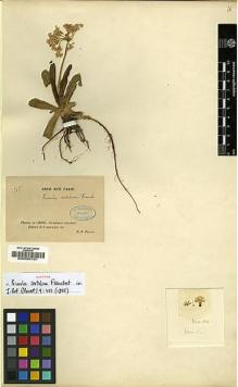 Type specimen at Edinburgh (E). Farges, Paul: 568. Barcode: E00024161.