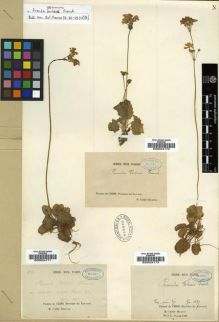 Type specimen at Edinburgh (E). Delavay, Pierre: 858. Barcode: E00024171.
