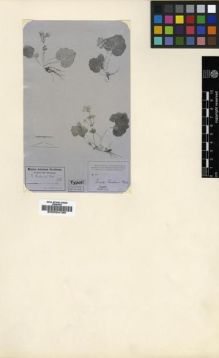 Type specimen at Edinburgh (E). von Rosthorn, A.: 388/2173. Barcode: E00024180.