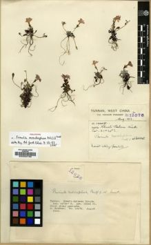 Type specimen at Edinburgh (E). Forrest, George: 12076. Barcode: E00024195.