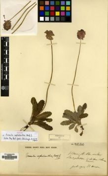 Type specimen at Edinburgh (E). Maire, Edouard-Ernest: . Barcode: E00024204.