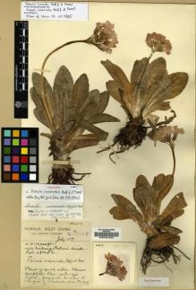 Type specimen at Edinburgh (E). Forrest, George: 14217. Barcode: E00024220.