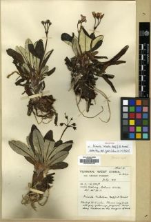 Type specimen at Edinburgh (E). Forrest, George: 18164. Barcode: E00024249.