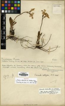 Type specimen at Edinburgh (E). Kingdon-Ward, Francis: 90A. Barcode: E00024250.