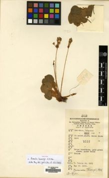 Type specimen at Edinburgh (E). Tsiang, Ying: 5071. Barcode: E00024280.