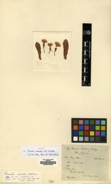 Type specimen at Edinburgh (E). Wang, Chi-Wu: 72630. Barcode: E00024285.
