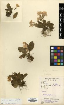 Type specimen at Edinburgh (E). Chien, Sung: 5831. Barcode: E00024291.