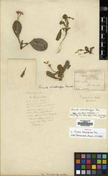 Type specimen at Edinburgh (E). Wilson, Ernest: 1831. Barcode: E00024292.
