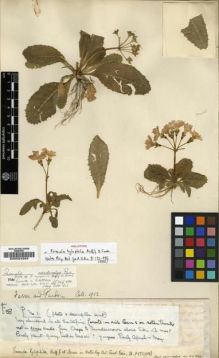 Type specimen at Edinburgh (E). Farrer, Reginald; Purdom, William: F.38 P. NO. 1. Barcode: E00024294.