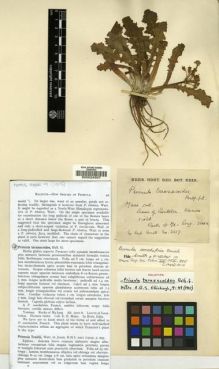 Type specimen at Edinburgh (E). Maire, Edouard-Ernest: 2617. Barcode: E00024307.