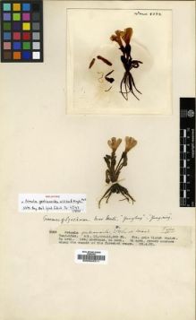 Type specimen at Edinburgh (E). Kingdon-Ward, Francis: 5088. Barcode: E00024311.