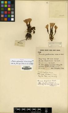 Type specimen at Edinburgh (E). Kingdon-Ward, Francis: 5088. Barcode: E00024312.
