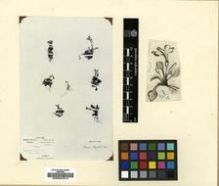 Type specimen at Edinburgh (E). Soulié, Jean: 529. Barcode: E00024314.