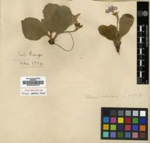 Type specimen at Edinburgh (E). Forrest, George: 1814. Barcode: E00024318.