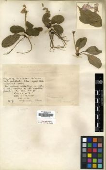Type specimen at Edinburgh (E). Forrest, George: 1814. Barcode: E00024319.