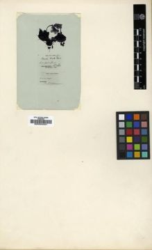 Type specimen at Edinburgh (E). David, Armand: . Barcode: E00024321.