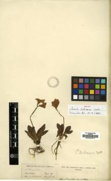 Type specimen at Edinburgh (E). Hooker, Joseph: 13. Barcode: E00024377.