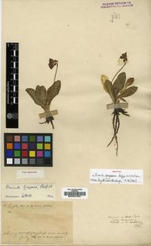 Type specimen at Edinburgh (E). Dr G. King's Collector: . Barcode: E00024381.