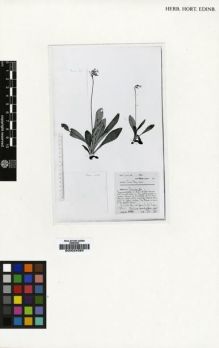 Type specimen at Edinburgh (E). Farrer, Reginald: 1635. Barcode: E00024385.