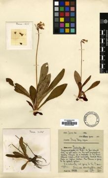 Type specimen at Edinburgh (E). Farrer, Reginald: 1635. Barcode: E00024386.