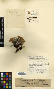 Type specimen at Edinburgh (E). Forrest, George: 18367. Barcode: E00024387.