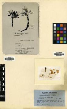 Type specimen at Edinburgh (E). Hanbury-Tracy, J.: 119. Barcode: E00024390.