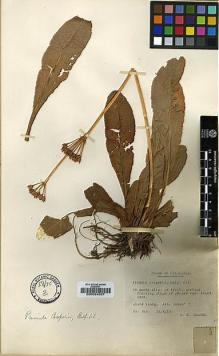 Type specimen at Edinburgh (E). Cooper, Roland: 893. Barcode: E00024397.
